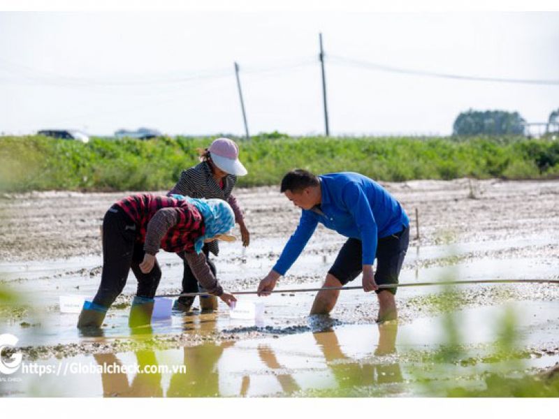 Cuộc đấu gieo hạt giữa máy bay gieo hạt không người lái P – GLOBALCHECK VÀ gieo hạt thủ công bằng người kết quả sẽ ra sao?