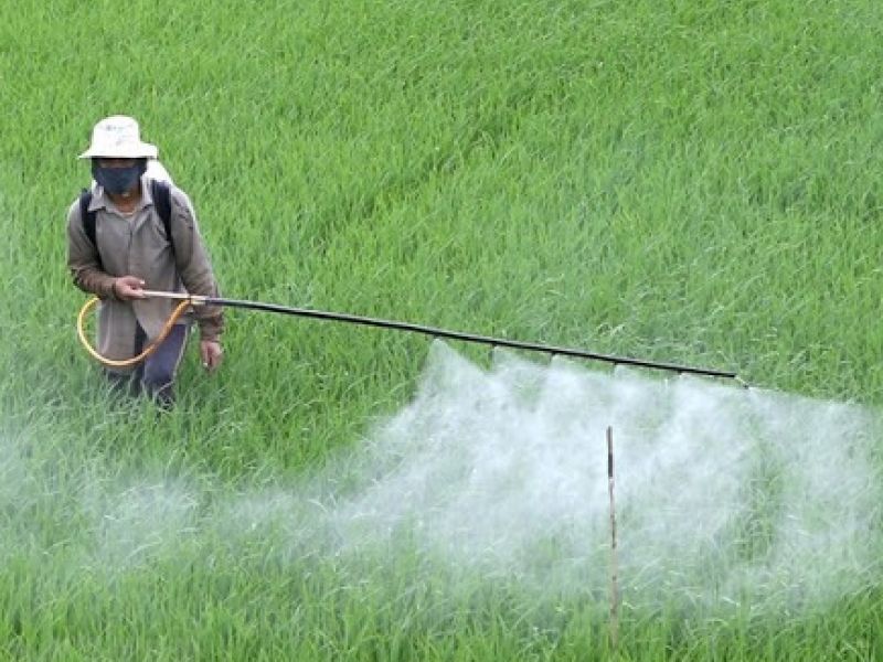 Chia sẻ cách phun thuốc trừ sâu an toàn